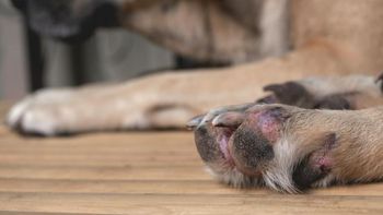 Ni suciedad, ni tierra: qué significa que las patas de tu perro estén oxidadas Ni suciedad, ni tierra: qué significa que las patas de tu perro estén oxidadas