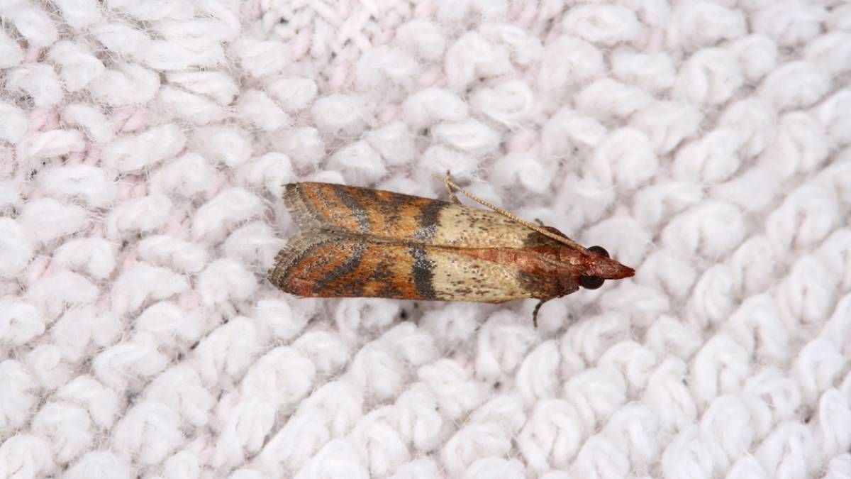 Dile adiós a las polillas que invaden tu hogar con estos 2 trucos caseros