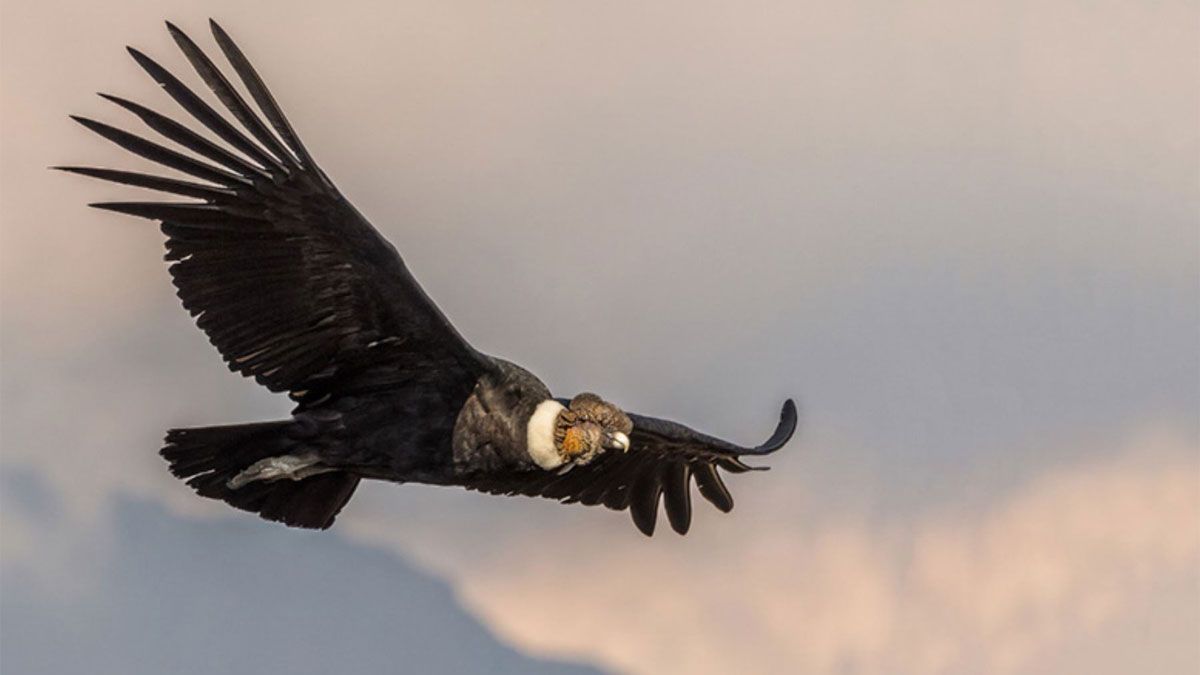 Cuáles son las diferencias que hay entre un cóndor, un águila y un halcón