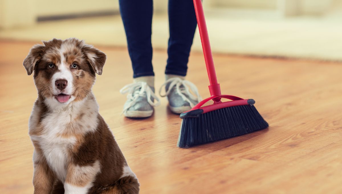 Cómo barrer los pelos de tu perro y dejar los pisos impecables