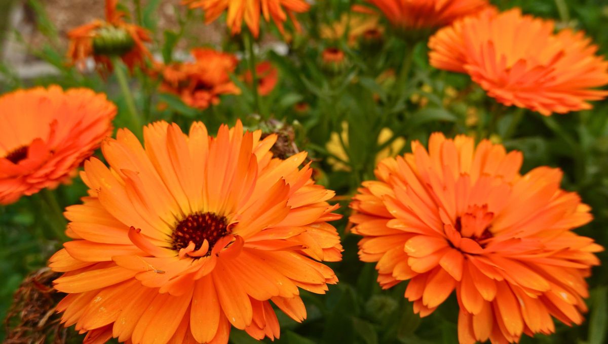 Si no tienes la posibilidad de plantar una caléndula al lado del naranjo, puedes triturar sus hojas para hacer un concentrado repelente de plagas. Si no tienes la posibilidad de plantar una caléndula al lado del naranjo, puedes triturar sus hojas para hacer un concentrado repelente de plagas.