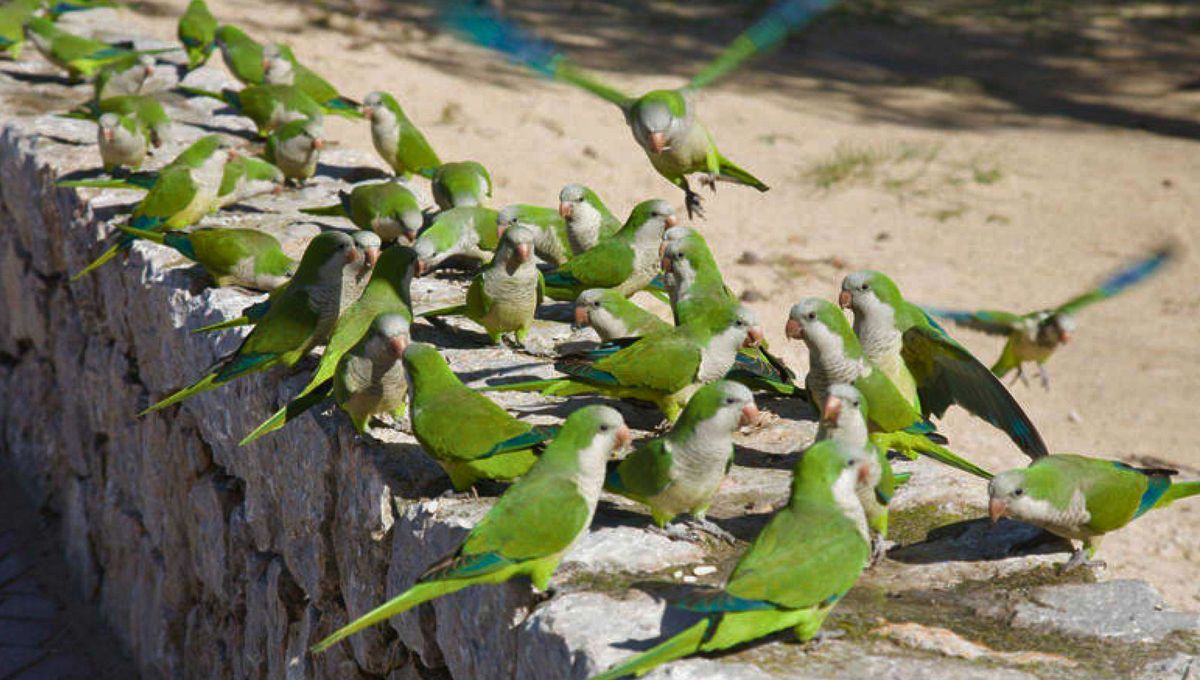 Construyen nidos en las ramas de los árboles y siempre están donde hay agua y se les ofrecen buenas condiciones. Además, son las dueñas de los chillidos y graznidos que escuchamos desde lo más alto de un árbol. Construyen nidos en las ramas de los árboles y siempre están donde hay agua y se les ofrecen buenas condiciones. Además, son las dueñas de los chillidos y graznidos que escuchamos desde lo más alto de un árbol.