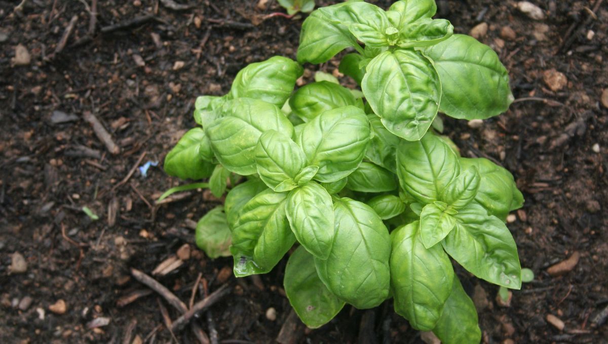 Cómo conseguir una albahaca frondosa y abundante