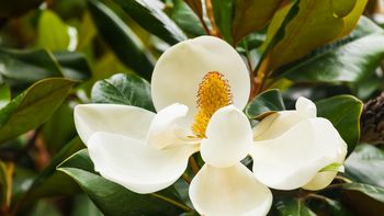 Cuántos años necesita este árbol perfumado para florecer y sorprender con su aroma Cuántos años necesita este árbol perfumado para florecer y sorprender con su aroma