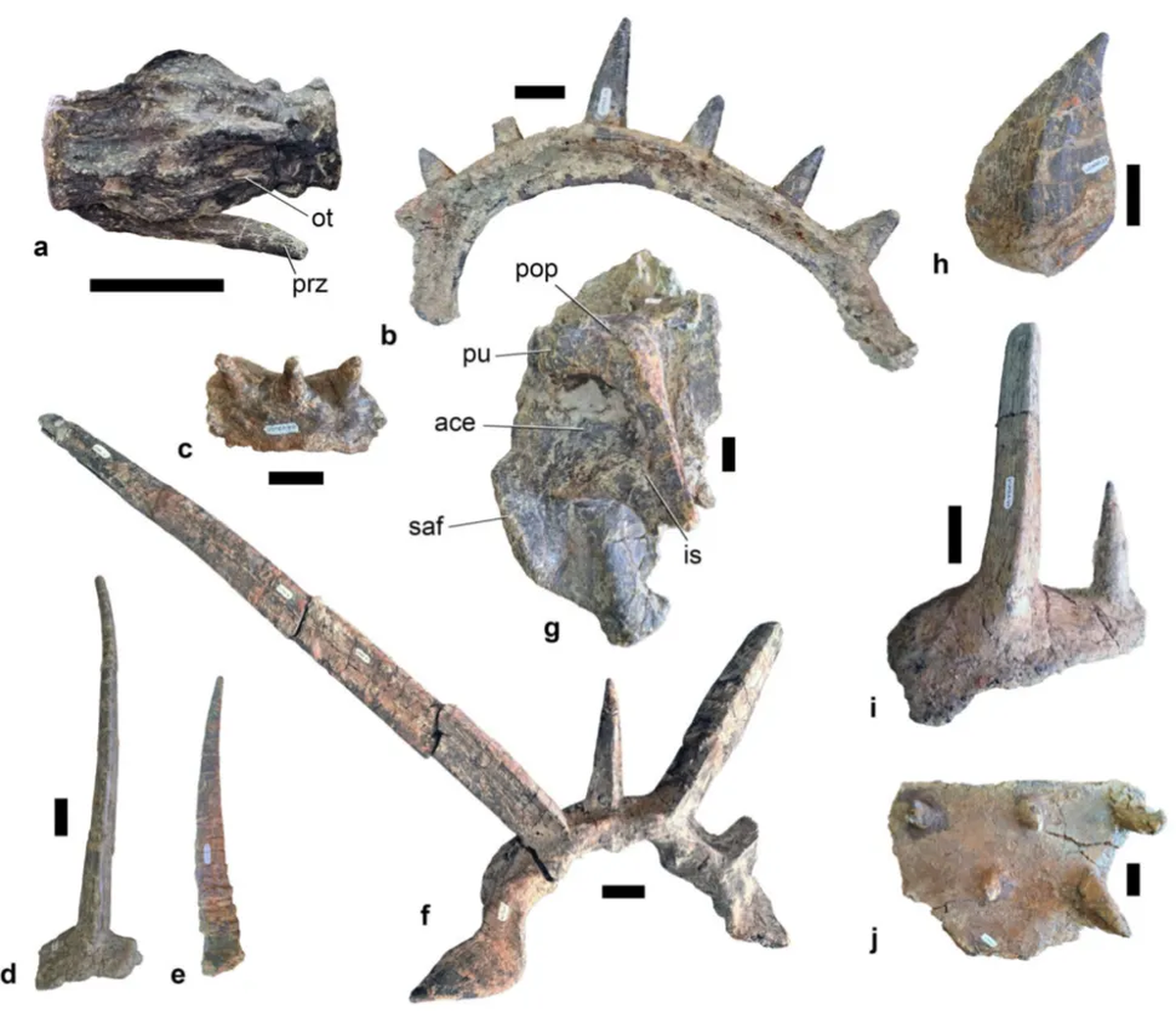 El descubrimiento de la impresionante armadura marca un hito en la historia de la paleontología. El descubrimiento de la impresionante armadura marca un hito en la historia de la paleontología.