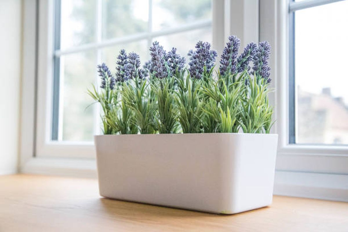 La lavanda es de las mejores plantas para exterminar cucarachas. La lavanda es de las mejores plantas para exterminar cucarachas.