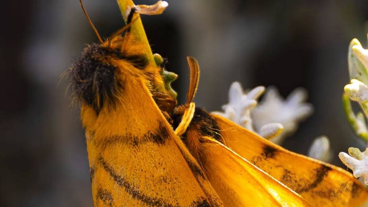 Organizaciones sin fines de lucro estudian la flora y fauna de La Payunia para la conservación del ambiente. Organizaciones sin fines de lucro estudian la flora y fauna de La Payunia para la conservación del ambiente.