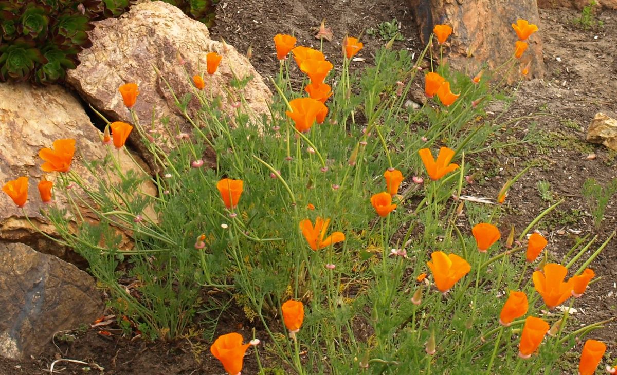 Las amapolas de California pueden son ideales para las personas que no quieren dedicar demasiado tiempo a su jardín. Las amapolas de California pueden son ideales para las personas que no quieren dedicar demasiado tiempo a su jardín.