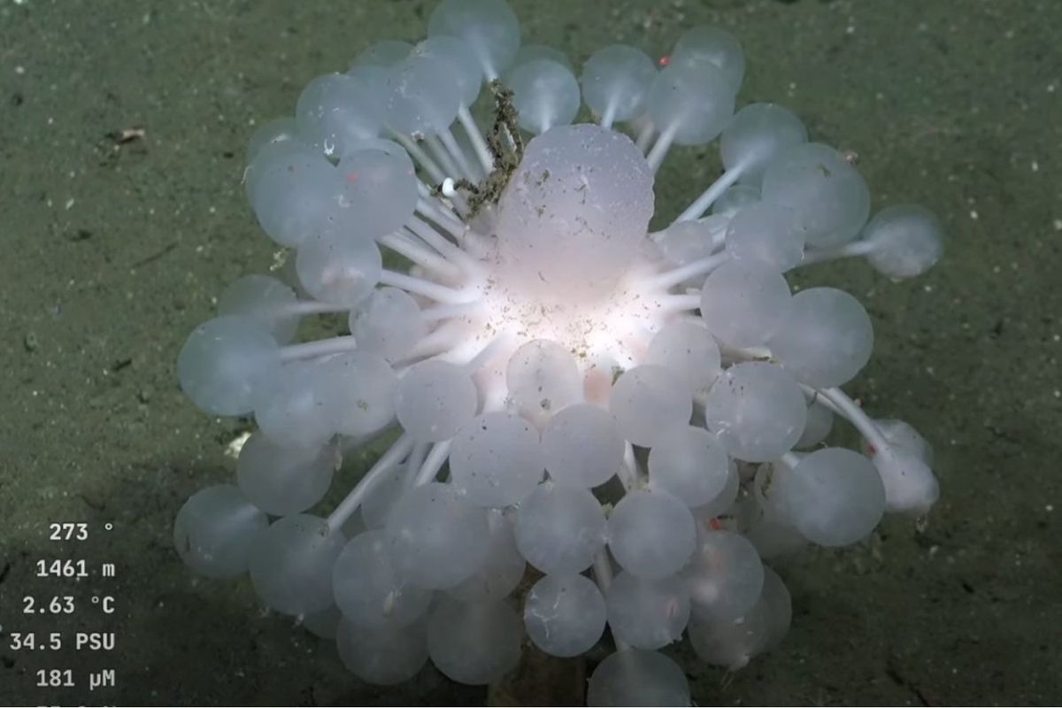 Hasta ahora, esta especie era desconocida por los cient&iacute;ficos.