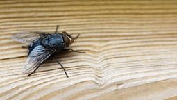 Dile adiós a las moscas de tu hogar con estos trucos caseros sin usar insecticida