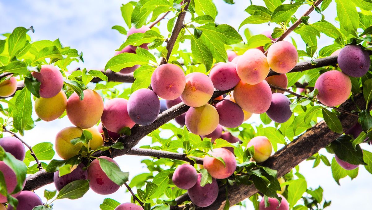 El árbol de ciruela es uno de los ejemplares más deseados en los jardines