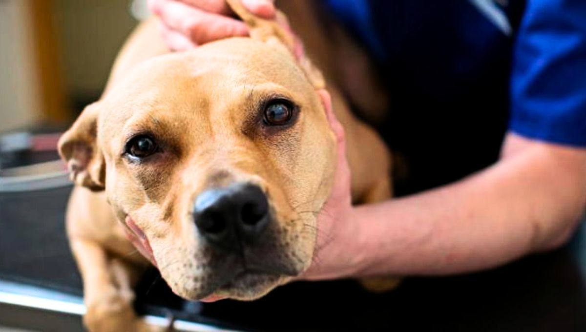 Muchos dueños ignoran este comportamiento al no saber qué significa