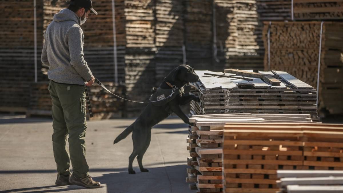 En Chile surgió esta iniciativa que utiliza perros para la detección de contaminantes en el proceso del vino. Bodegas mendocinas ya la aplican.