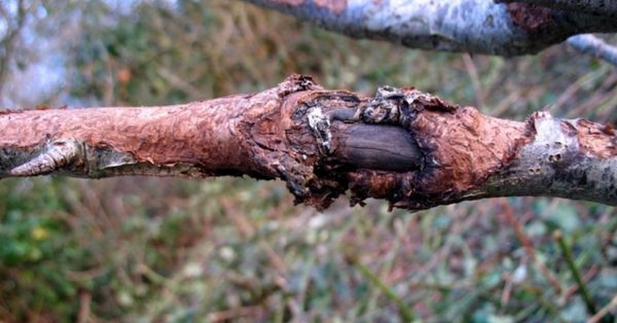 El estrés del limonero puede provocar la aparición de estas manchas. El estrés del limonero puede provocar la aparición de estas manchas. 