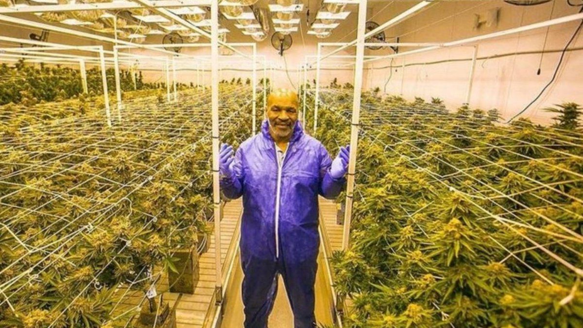 Mike Tyson en su plantación de cannabis.