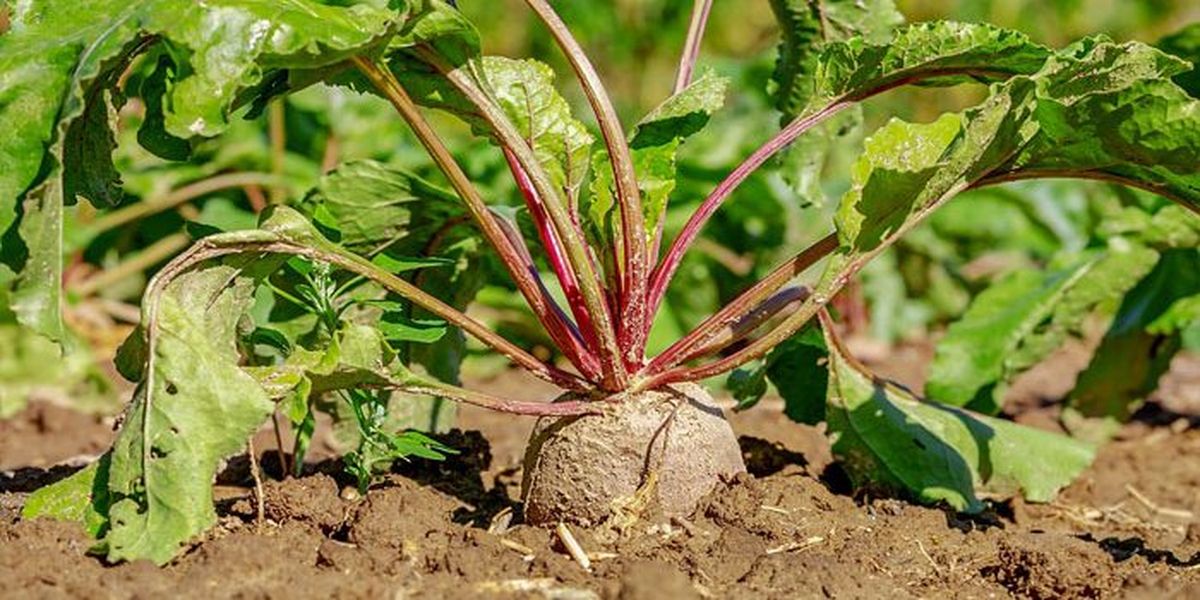 La remolacha agrega color al huerto, y sabor a la cocina. La remolacha agrega color al huerto, y sabor a la cocina.