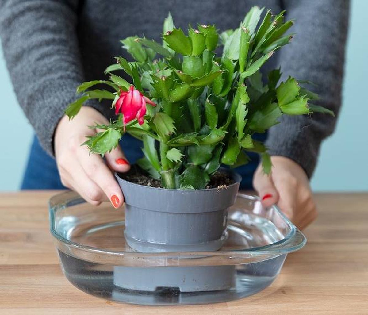 Plantas: las 3 técnicas más eficientes y fáciles para regarlas Plantas: las 3 técnicas más eficientes y fáciles para regarlas