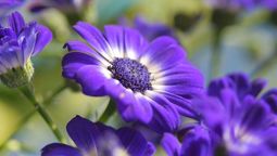 La planta de fácil cuidado que transforma tu jardín en un espacio colorido. Imagen: Freepik.