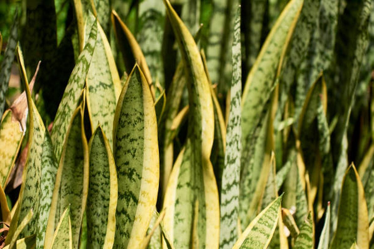 Descubre cuál es la iluminación ideal para una sansevieria. Descubre cuál es la iluminación ideal para una sansevieria.