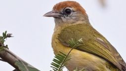 El asombroso error que duró 66 años: creían que era un pájaro común y el ADN reveló que es una especie única