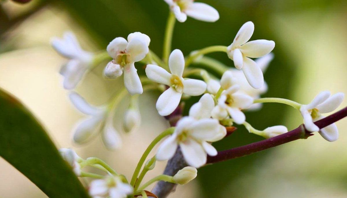 Este árbol requiere cuidados básicos.