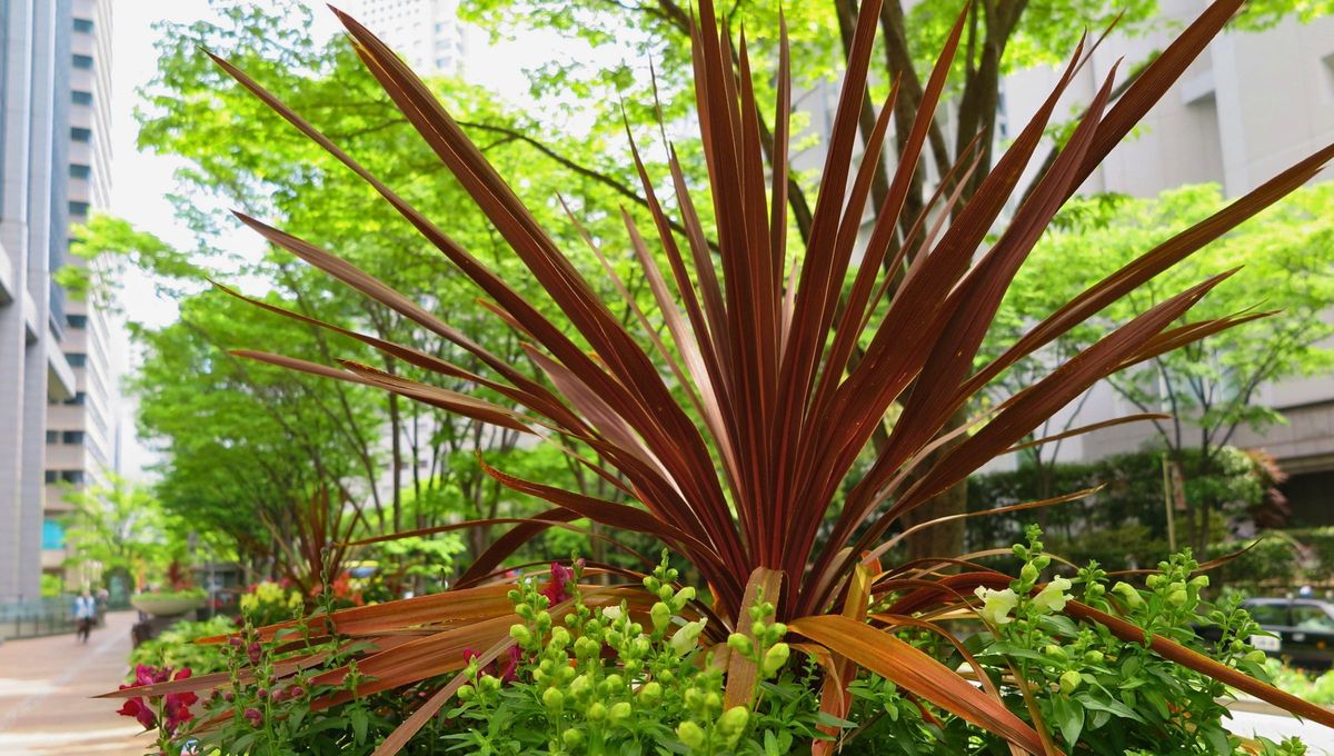 La Dracaena marginata ayuda a filtrar toxinas del aire como las del humo de tabaco y se destaca por ser una opción ideal para mejorar ambientes interiores. La Dracaena marginata ayuda a filtrar toxinas del aire como las del humo de tabaco y se destaca por ser una opción ideal para mejorar ambientes interiores. 