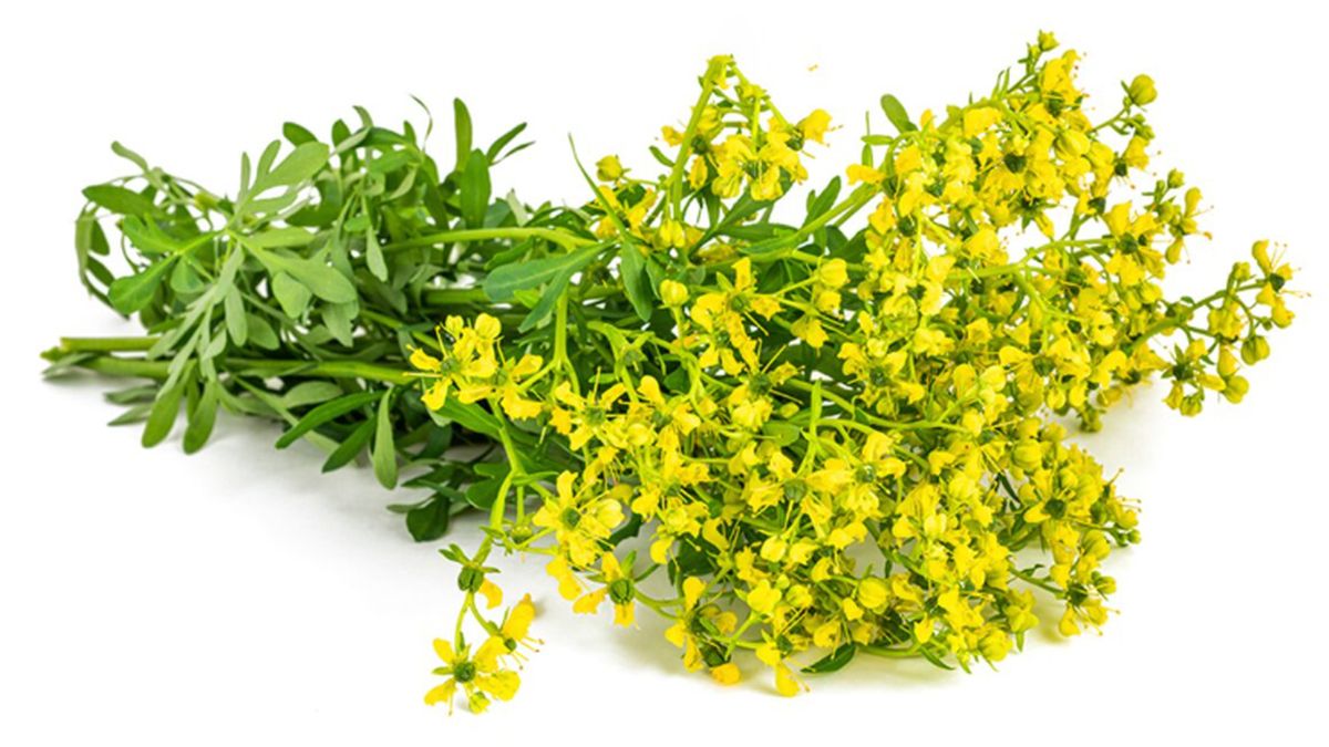 Qué significa que la ruda tenga flores en el jardín de casa. Qué significa que la ruda tenga flores en el jardín de casa.