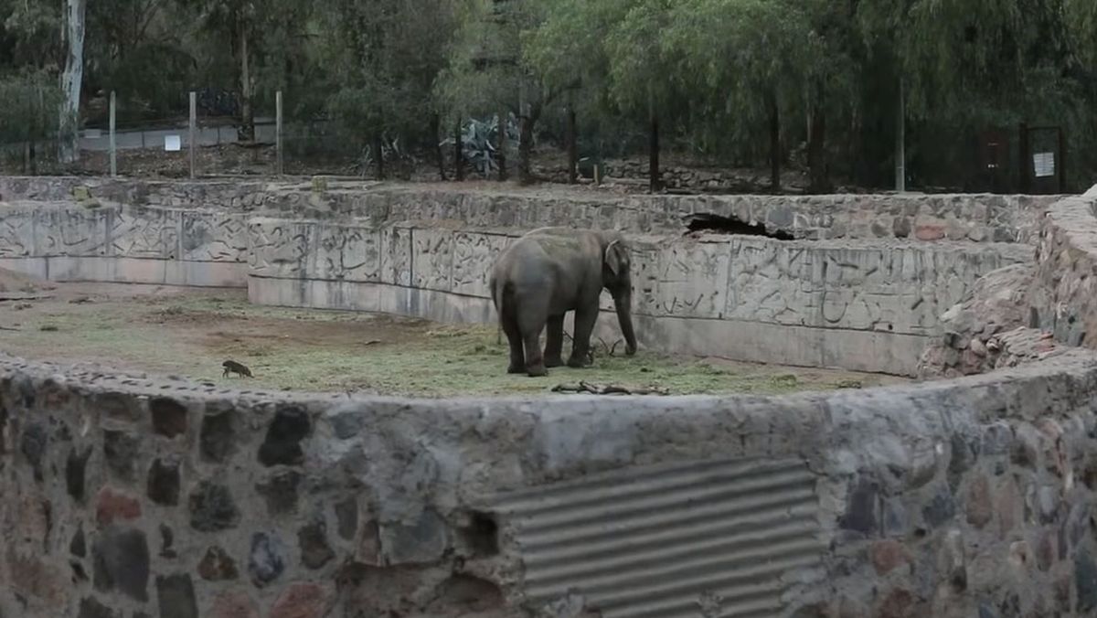 El único elefante macho en el Ecoparque vivió sus últimos 40 años rodeado de cemento. Tenía 55 años. El único elefante macho en el Ecoparque vivió sus últimos 40 años rodeado de cemento. Tenía 55 años.