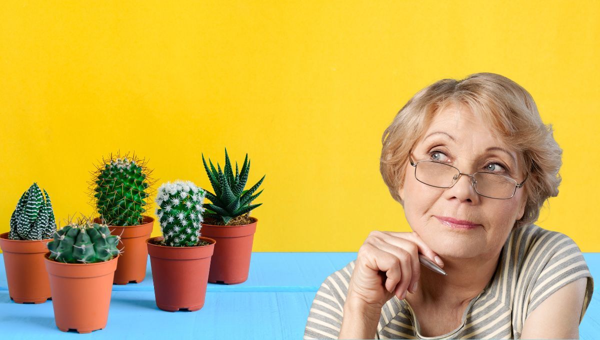 El truco casero de la abuela para revivir cactus secos, blandos o enfermos