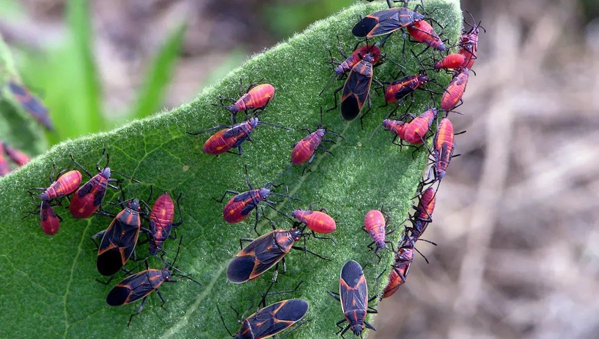 Chinche del Arce: la planta que puede mantener a esta plaga alejada de tu casa