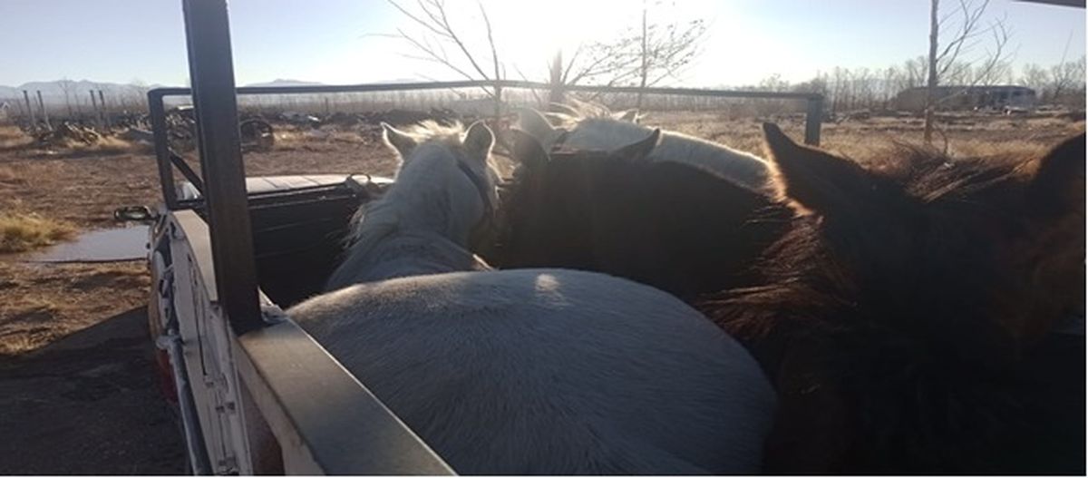 Operativos de la Policía Rural permitieron el recupero de animales robados. Operativos de la Policía Rural permitieron el recupero de animales robados.