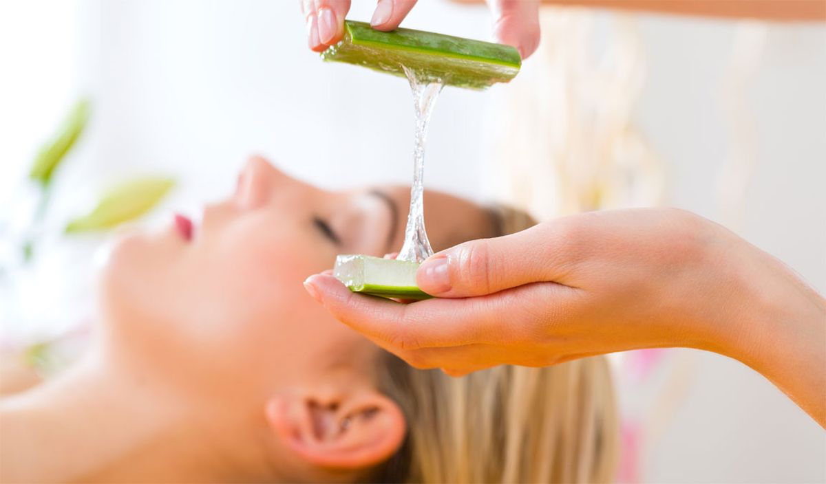 El aloe vera de una planta que casi todos tienen en el jardín. El aloe vera de una planta que casi todos tienen en el jardín.
