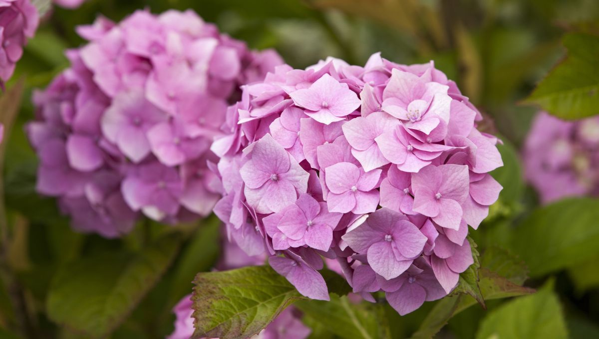 Respira con calma para saber el truco de trasplantar hortensias y que florezcan