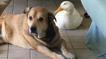 Perdió a su mejor amigo y ahora un pato lo hace feliz