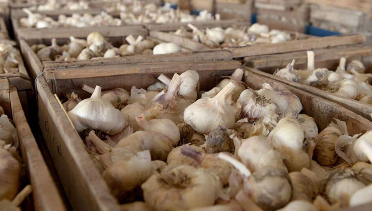 Su verdadero imperio está en los hogares. En la cocina, el ajo es un imprescindible. Su verdadero imperio está en los hogares. En la cocina, el ajo es un imprescindible. 