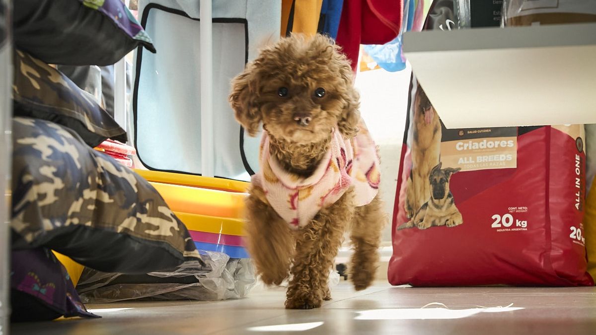 Las primeras semanas y meses de vida de los perros y gatos son las que mayor impacto tendrán en su conducta. Las primeras semanas y meses de vida de los perros y gatos son las que mayor impacto tendrán en su conducta.