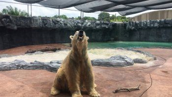 El primer oso polar nacido bajo los trópicos podría ser sacrificado