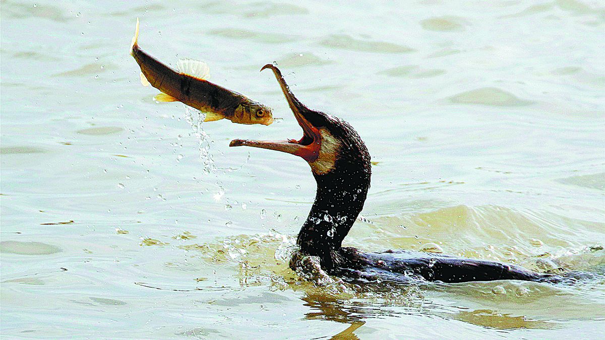 La mejora de la biodiversidad