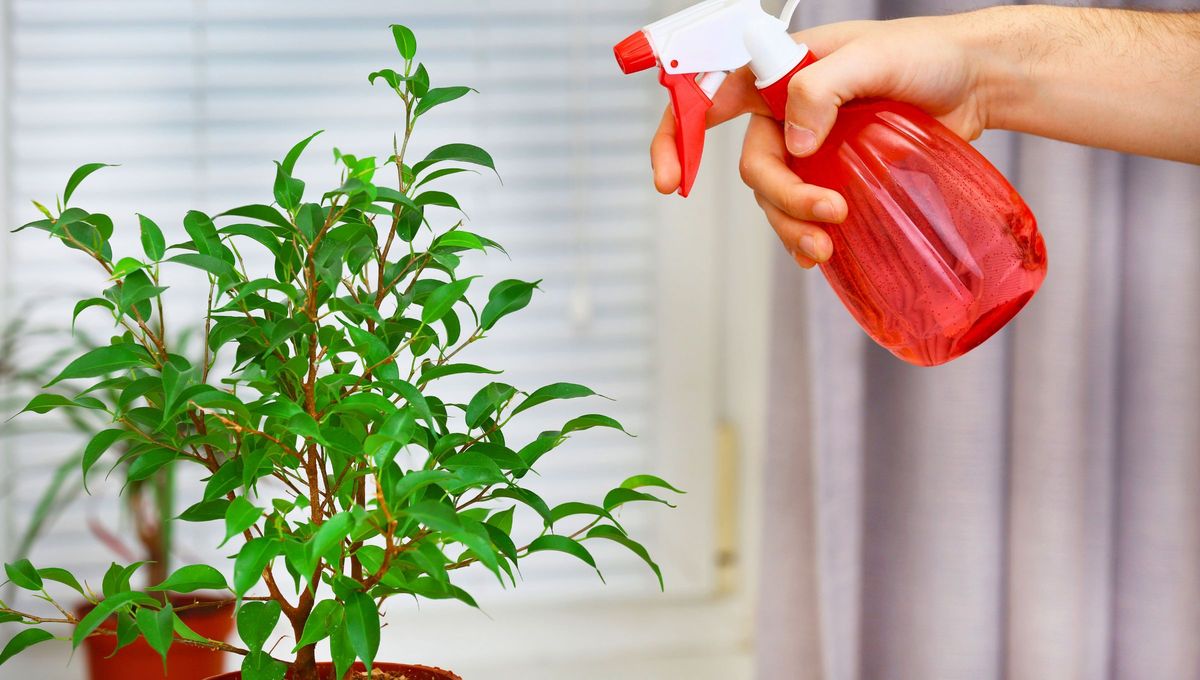 Cuando pruebes este fertilizante casero verás resultados inmediatos en tu naranjo. Cuando pruebes este fertilizante casero verás resultados inmediatos en tu naranjo.
