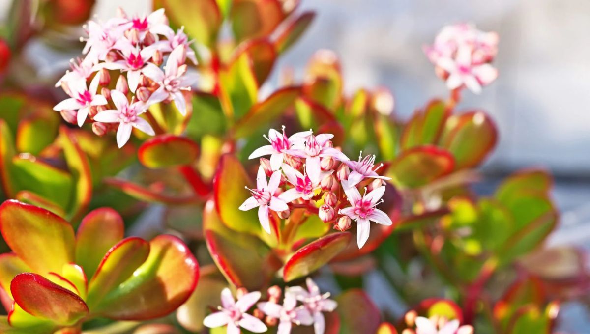 Árbol de Jade: ¿En qué lugar de la casa hay que colocarlo para que cambie de color y tenga flores?