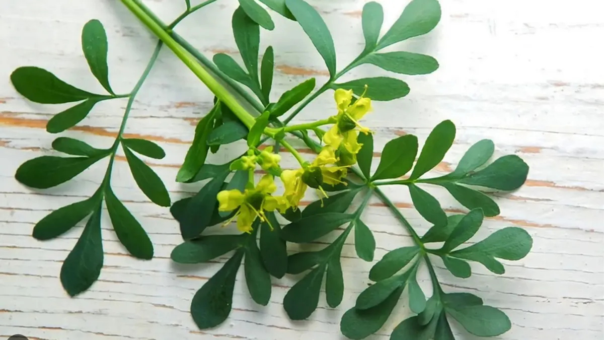 Qué significa tener ruda en casa según el Feng Shui