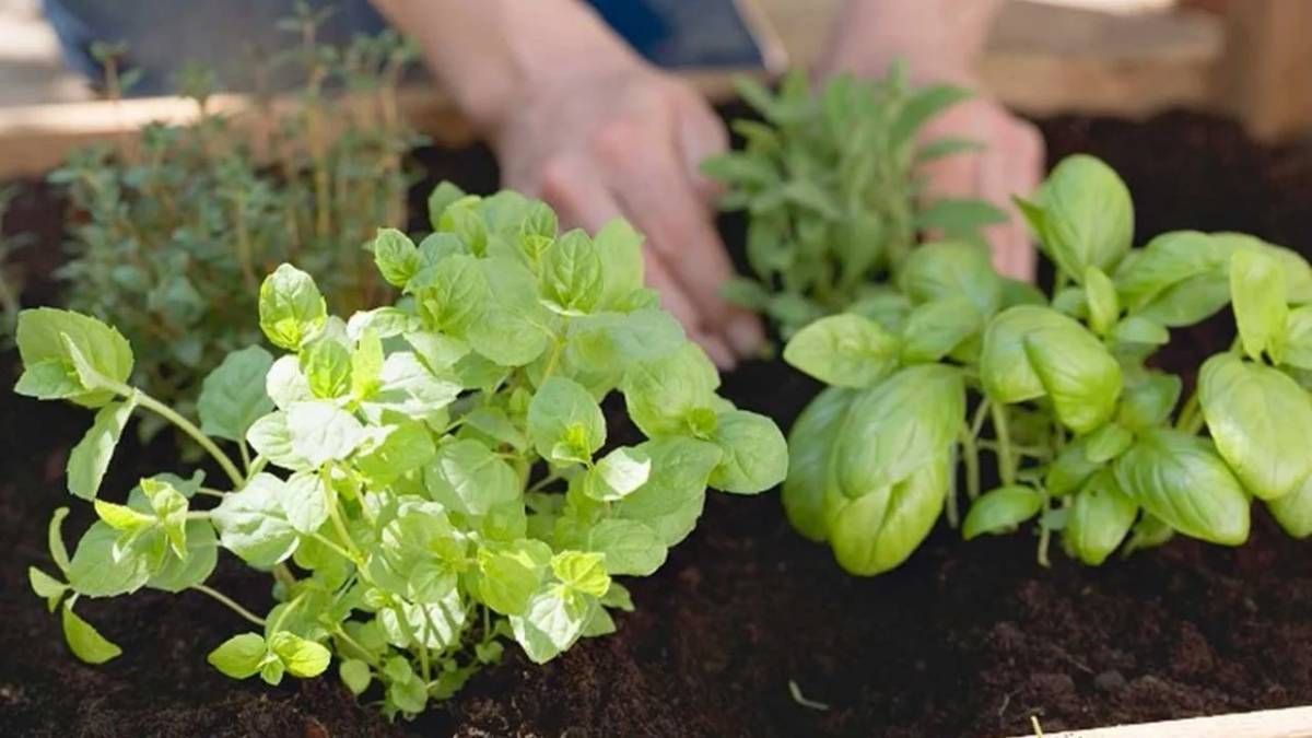 El secreto de los viveros para mantener tus plantas bonitas.