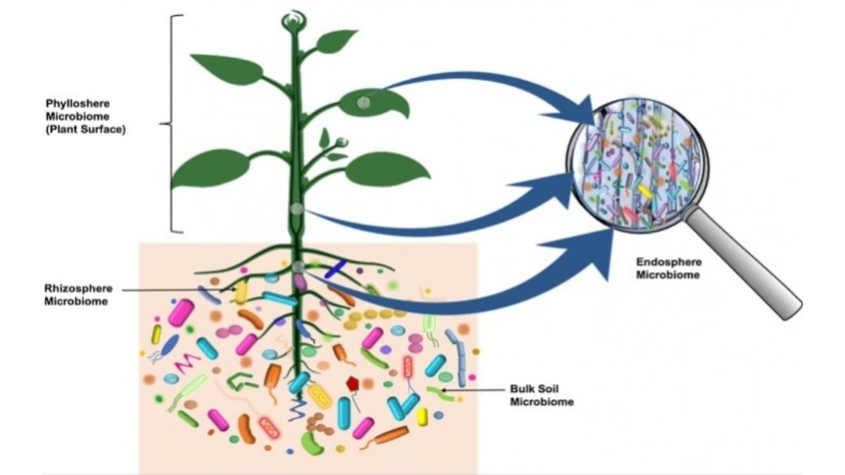 Diversas comunidades microbianas de microbiota característica forman parte de los microbiomas vegetales y se encuentran en las superficies exteriores y en los tejidos internos de la planta huésped, así como en el suelo circundante. https://commons.wikimedia.org/wiki/File:The_plant_microbiome.jpg#/media/Archivo:The_plant_microbiome.jpg Diversas comunidades microbianas de microbiota característica forman parte de los microbiomas vegetales y se encuentran en las superficies exteriores y en los tejidos internos de la planta huésped, así como en el suelo circundante. https://commons.wikimedia.org/wiki/File:The_plant_microbiome.jpg#/media/Archivo:The_plant_microbiome.jpg