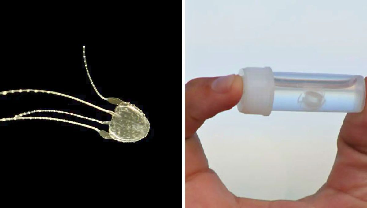 Es más probable salvarse de un tiburón que salir ileso de la picadura del animal más venenoso del mundo