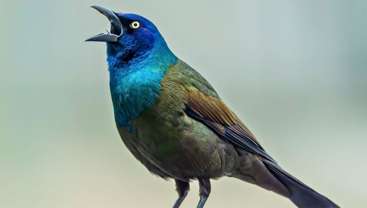 Acertijo: solo las mentes más ágiles descubren qué ave tiene la panza llana. Foto Canva
