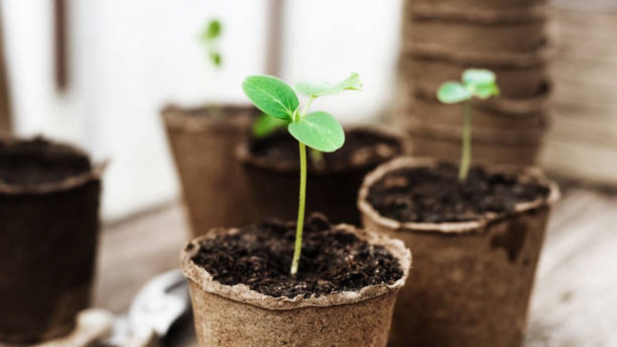 Esta planta es de fácil cuidado.