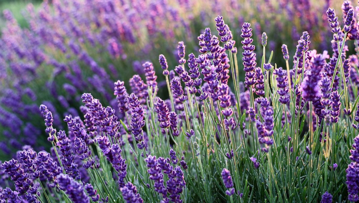 Lavanda. Lavanda.