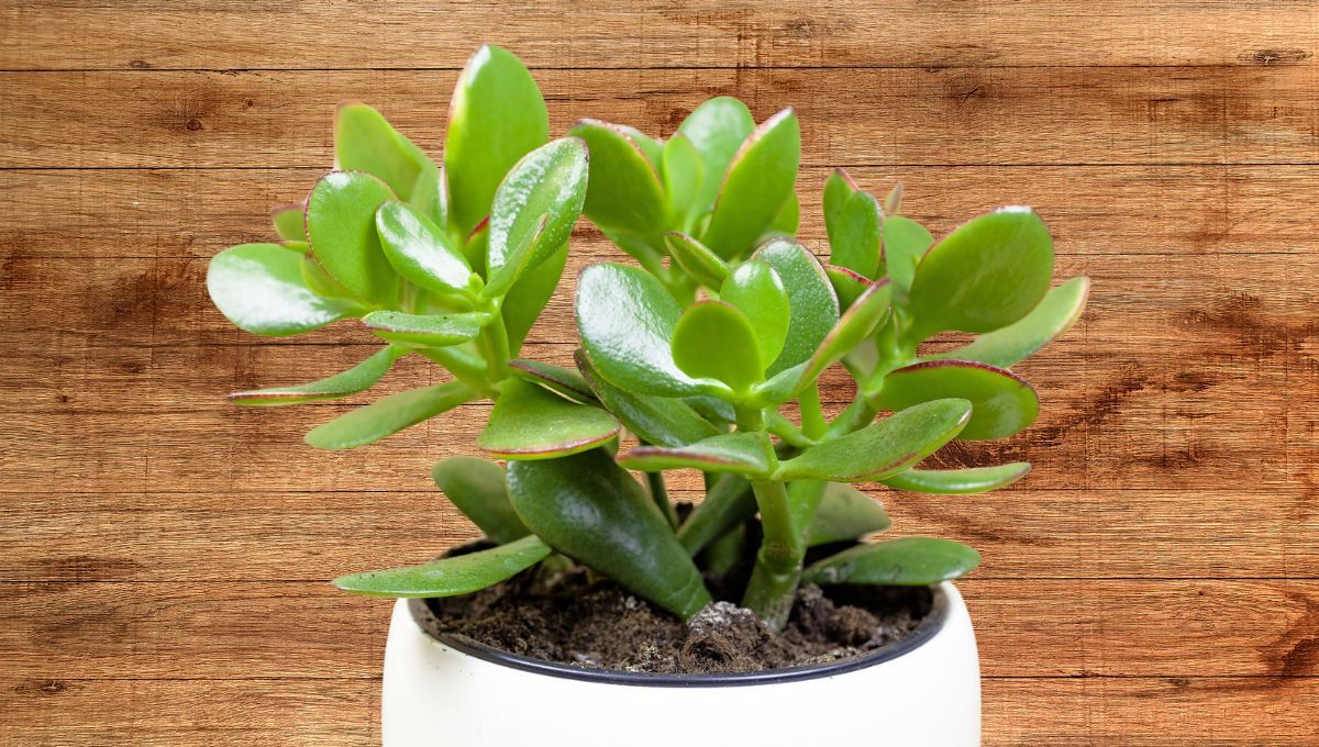 Árbol de Jade: 3 tratamientos para que crezca fuerte y dure muchos años
