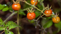 Los tomates de las Islas Galápagos evolucionan a la inversa.