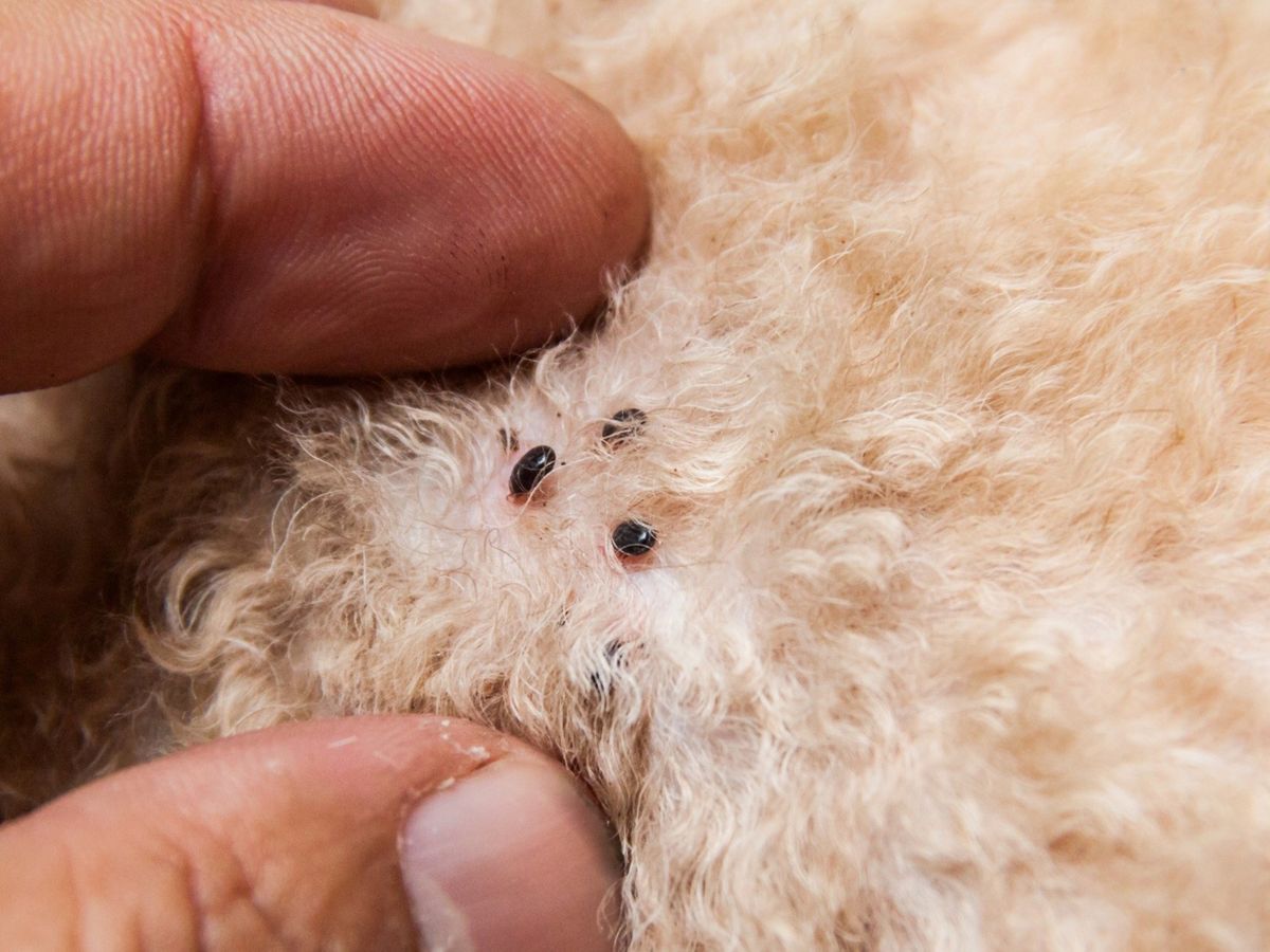 Huevos de pulgas: cómo identificarlos y qué remedio casero usar para eliminarlos Huevos de pulgas: cómo identificarlos y qué remedio casero usar para eliminarlos